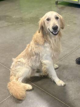 Buttersworth -  Golden Retriever Dog for Adoption in Euless, Texas - Buttersworth | PetCurious