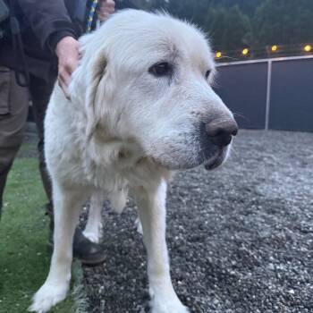 Rescue Great Pyrenees Dogs for Adoption in Tacoma, Washington - Paloma | PetCurious