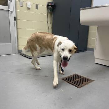 Mixed Breed Dogs Available for Adoption in Columbus, Georgia - 05/03/2025-Stray-SchomburgRoad | PetCurious