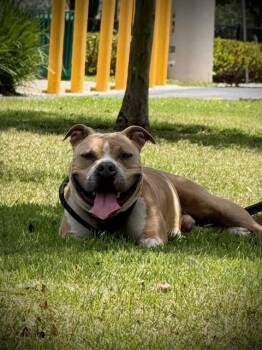 American Bulldog and Mixed Breed Dogs Available for Adoption in Doral, Florida - JAKE | PetCurious