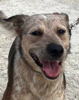 Chili -  Australian Cattle Dog Blue Heeler Dog for Adoption in Olympia, Washington - Chili | PetCurious