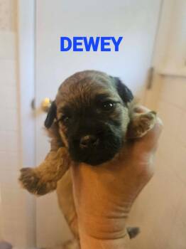 Minnie Puppy 2 - DEWEY -  Shih Tzu Dog for Adoption - Minnie Puppy 2 - DEWEY | PetCurious