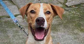 BRUCIE -  Labrador Retriever and Terrier Dog for Adoption in Langley Township, British Columbia - BRUCIE | PetCurious