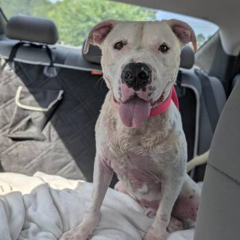 Poncho 06-1218 -  American Bulldog Dog for Adoption in Covington, Georgia - Poncho 06-1218 | PetCurious