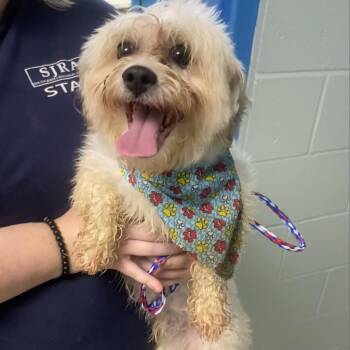 Coco -  Terrier Dog for Adoption in Newark, New Jersey - Coco | PetCurious