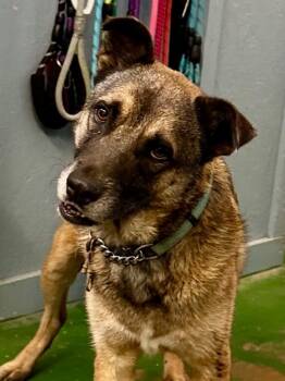 Rescue Shepherd Dogs for Adoption in Brookhaven, Mississippi - Bodan 25 | PetCurious