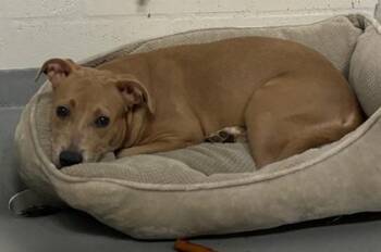 Cattle Dog and Mixed Breed Dogs Available for Adoption in Gainesville, Florida - Lupita | PetCurious