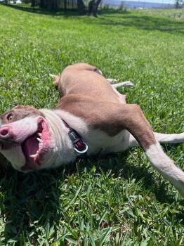 Rescue American Staffordshire Terrier Dogs for Adoption in Spring, Texas - Betsy | PetCurious