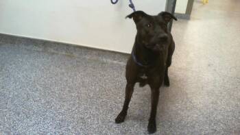 BELLE -  Mixed Breed Dog for Adoption in Charlotte, North Carolina - BELLE | PetCurious