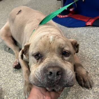 IVHS-Stray-140443 -  Pit Bull Terrier Dog for Adoption in San Gabriel, California - IVHS-Stray-140443 | PetCurious
