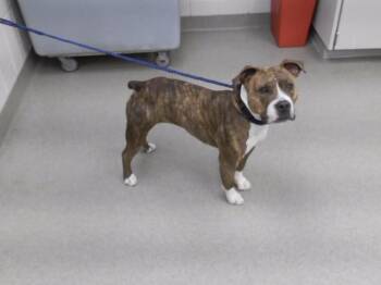 ATHIENA -  American Bulldog and Mixed Breed Dog for Adoption in Omaha, Nebraska - ATHIENA | PetCurious