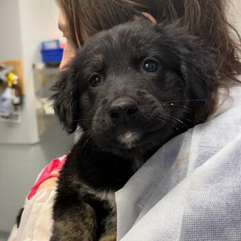 Mantis -  Anatolian Shepherd and Golden Retriever Dog for Adoption in Greenville, South Carolina - Mantis | PetCurious