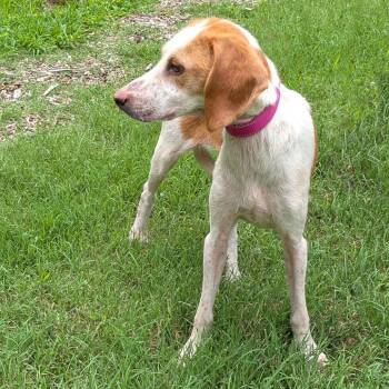 Bambi -  Hound Dog for Adoption in Charlottesville, Virginia - Bambi | PetCurious