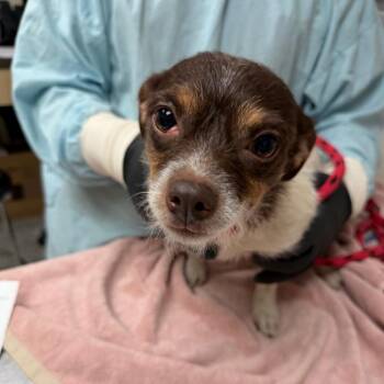 Heather -  Terrier and Mixed Breed Dog for Adoption in Lakeland, Florida - Heather | PetCurious