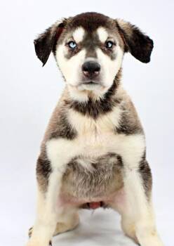 Bamboo -  Siberian Husky and Mixed Breed Dog Available for Adoption in Morton Grove, Illinois - Bamboo | PetCurious