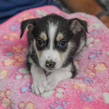 Terrier Dogs Available for Adoption - Bo Peep | PetCurious