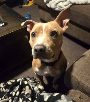 Pit Bull Terrier Dogs Available for Adoption in Worcester, Massachusetts - Gypsy | PetCurious