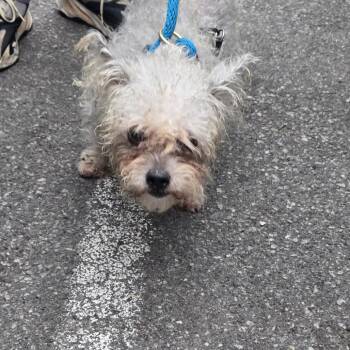 Stuart Little -  Mixed Breed Dog for Adoption in Newark, New Jersey - Stuart Little | PetCurious