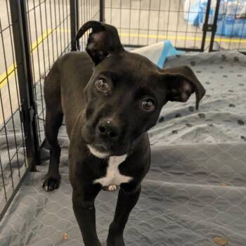 American Staffordshire Terrier Dogs Available for Adoption in Los Angeles, California - Demi | PetCurious