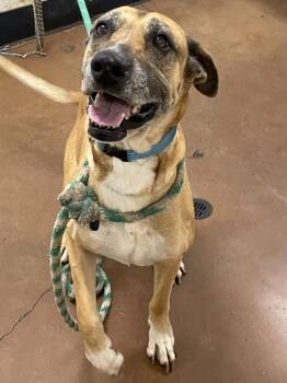 Great Dane Dogs Available for Adoption in Chico, California - Sugar | PetCurious