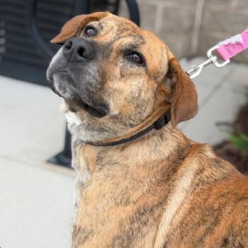 Sallie -  Plott Hound Dog for Adoption in Raeford, North Carolina - Sallie | PetCurious