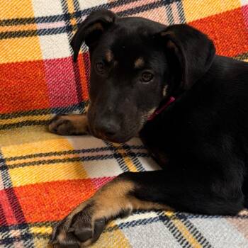 Mercury -  Pit Bull Terrier Dog for Adoption in Goleta, California - Mercury | PetCurious