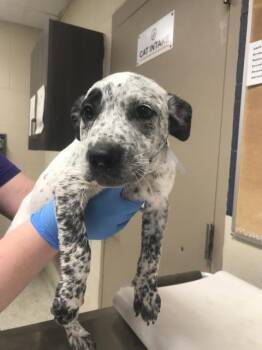 SHARPTOOTH -  Pit Bull Terrier and Australian Cattle Dog Blue Heeler Dog for Adoption in Conroe, Texas - SHARPTOOTH | PetCurious