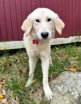 Cream -  Shepherd Dog for Adoption in Bedford Hills, New York - Cream | PetCurious