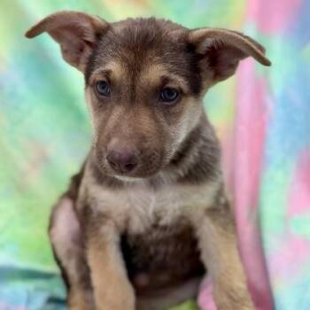 Harriett -  German Shepherd Dog Dog for Adoption in Red Bluff, California - Harriett | PetCurious