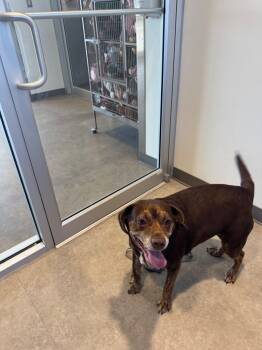 Rescue Labrador Retriever and Beagle Dogs for Adoption in Bossier City, Louisiana - Coco | PetCurious