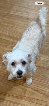 NINA -  Maltese and Poodle Dog for Adoption in Margate, Florida - NINA | PetCurious