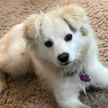 Buckaroo -  Pomeranian Dog for Adoption in Wasilla, Alaska - Buckaroo | PetCurious
