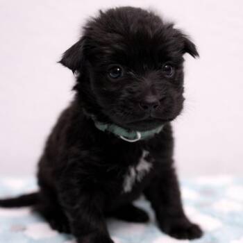 German Shepherd Dog and Black Labrador Retriever Dogs Available for Adoption - Steven | PetCurious