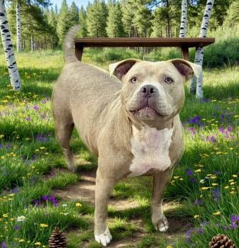 Rescue American Staffordshire Terrier Dogs for Adoption in Troy, Alabama - Roxy | PetCurious