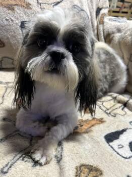 Van Halen -  Shih Tzu Dog for Adoption in Antwerp, Ohio - Van Halen | PetCurious