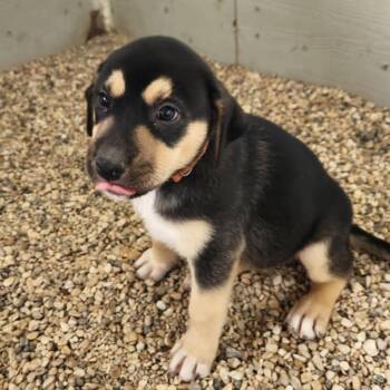Rescue Black Mouth Cur and Shepherd Dogs for Adoption in Austin, Texas - Mocha JuM | PetCurious