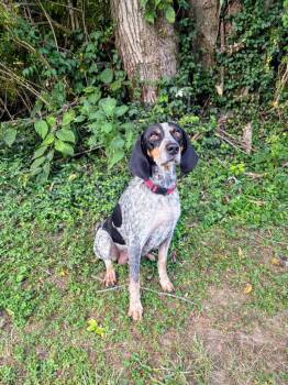 Beula -  Bluetick Coonhound Dog for Adoption in Maysville, Kentucky - Beula | PetCurious