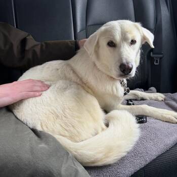 Jolene -  Great Pyrenees and Labrador Retriever Dog for Adoption in New York, New York - Jolene | PetCurious