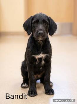 Bandit -  German Wirehaired Pointer and Labradoodle Dog for Adoption in Sparta, North Carolina - Bandit | PetCurious