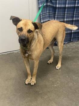 A054559 -  Black Mouth Cur Dog for Adoption in Rosenberg, Texas - A054559 | PetCurious