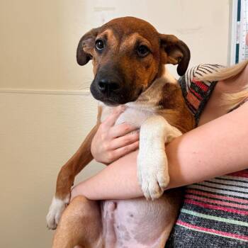 Griffin (26-3W-1) -  Pit Bull Terrier and Mixed Breed Dog for Adoption in Rifle, Colorado - Griffin (26-3W-1) | PetCurious