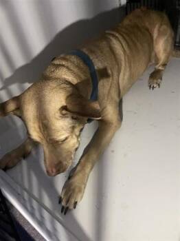 A662486 -  Labrador Retriever and Mixed Breed Dog for Adoption in Houston, Texas - A662486 | PetCurious