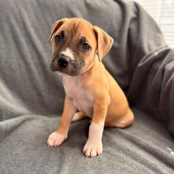 Mixed Breed Dogs Available for Adoption in Fredericksburg, Virginia - Stud | PetCurious