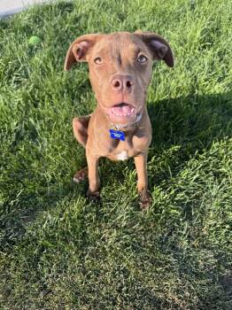 Navy -  Pit Bull Terrier Dog for Adoption in Rathdrum, Idaho - Navy | PetCurious