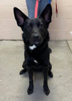 Loki -  German Shepherd Dog Dog for Adoption in Clearfield, Kentucky - Loki | PetCurious
