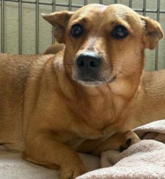 Rescue Chihuahua and Terrier Dogs for Adoption in Newburg, Missouri - Tulsa | PetCurious