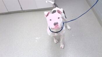 TUNDRA -  Boxer and Mixed Breed Dog for Adoption in Omaha, Nebraska - TUNDRA | PetCurious