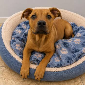 JUDITH -  Mixed Breed Dog Available for Adoption in Cranston, Rhode Island - JUDITH | PetCurious