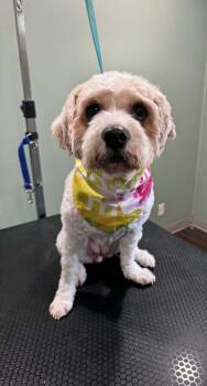 Lola -  Cavalier King Charles Spaniel and Bichon Frise Dog for Adoption - Lola | PetCurious