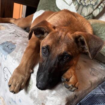 June (Juniper) -  Shepherd and Mixed Breed Dog for Adoption in San Diego, California - June (Juniper) | PetCurious